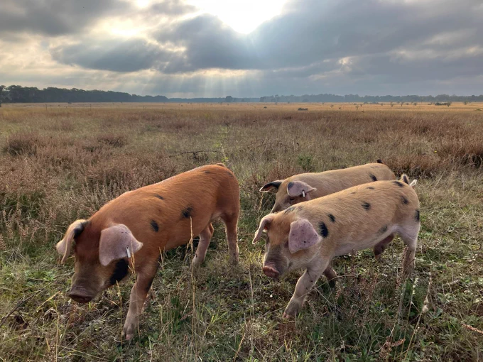Three brown and beige coloured pigs  with black spots walking along a field as the sun is poking through the grey clouds above. It looks a bit like an album cover.