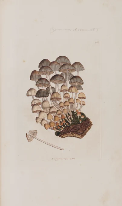 A botanical illustration of a cluster of mushrooms.
