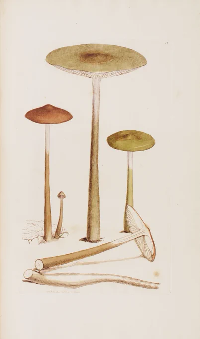 A botanical illustration of a three yellow mushrooms, with one mushroom laying on the ground next to them.