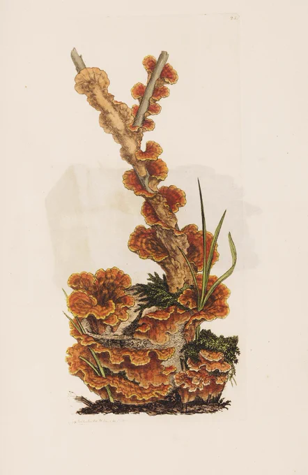 A botanical illustration of a cluster of fungi growing on a branch.