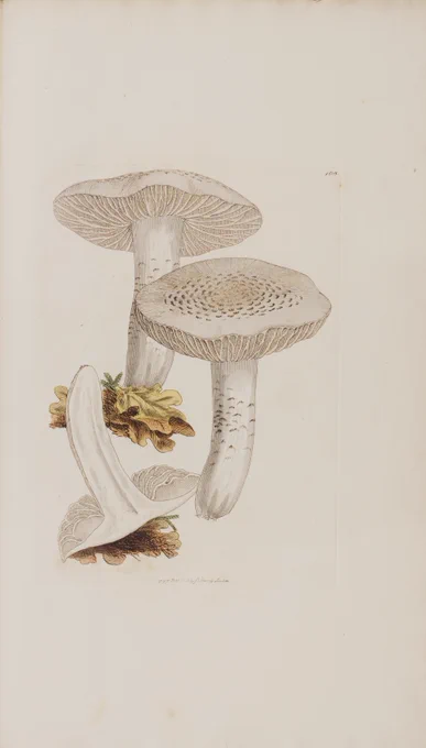 A botanical illustration of three white mushrooms.