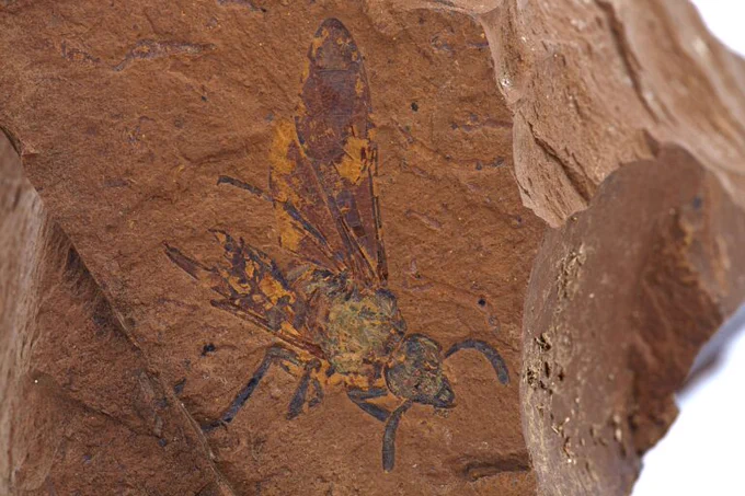 This ‘extremely well-preserved’ fossil details a new species of now-extinct sawfly.  © Michael Frese, University of Canberra.