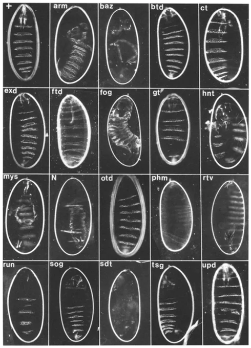 The mutants identified in the X-chromosome screen. Derived with permission from Wieschaus et al. (1984).