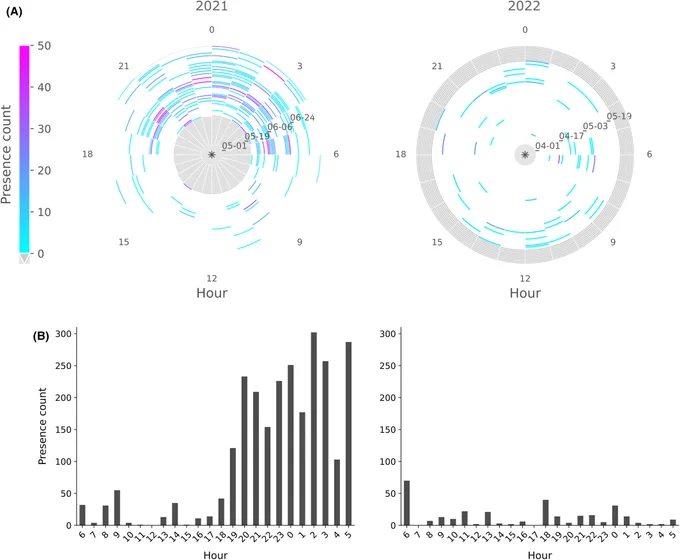 (A) Radial heatmaps of manatee daily acoustic activity for the years 2021 and 2022. The color scale is based on the presence count, that is, the number of segments with detections grouped by hour (see Methods section 2.5). Values on the y-axis are dates in format MM-DD. Gray areas represent absence of data. (B) Histograms of the manatee acoustic detections representing the cumulative number of segments with detections grouped by hour of the day for the years 2021 and 2022.