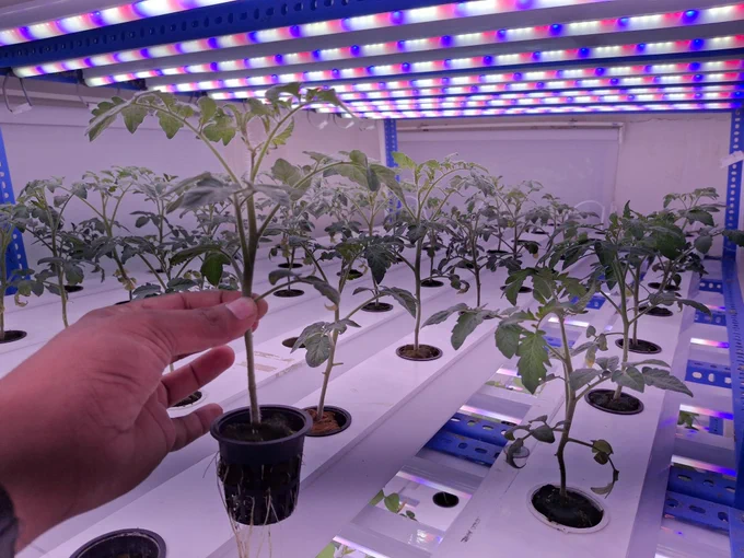 Tomato 