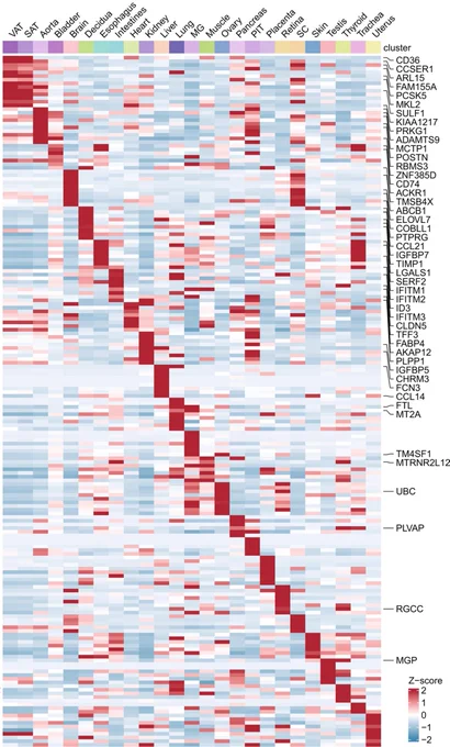 Single-cell landscapes of ECs across 24 organs in human.
Heatmap showing the scaled expression levels of top 10 tissues-specific marker genes (left). Expression patterns of 49 marker genes conserved in two or more tissues are shown on the right (z-score, Poisson mixed model; corresponding P value calculated from two-sided Wilcoxon rank-sum test, FDR < 0.01). PFC, prefrontal cortex; ACC, anterior cingulate cortex; EC, entorhinal cortex; OC, occipital cortex; OTC, occipitotemporal cortex; HIP, hippocampus; RA, right atrium; RV, right ventricle; LA, left atrium; LV, left ventricle; AX, apex; SP, septum; MG, mammary gland; SAT, subcutaneus adipose tissue; VAT, visceral adipose tissue; PIT, pituitary; SC, spinal cord.
