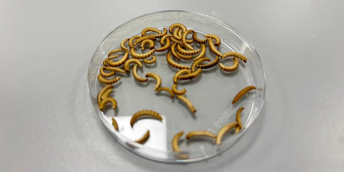 Buffalo worms in a glass dish.