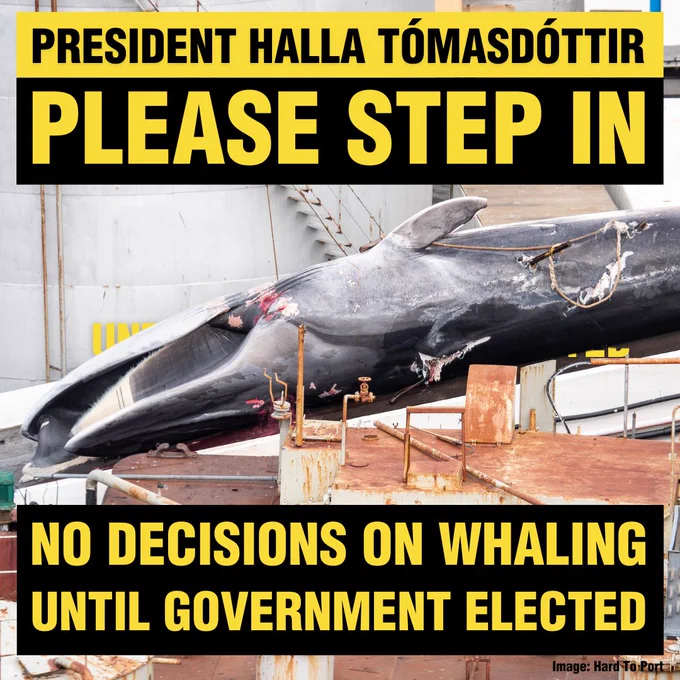 Image of a dead whale with the text:

President Halla Tómasdóttir
Please step in
No decisions on whaling until government elected. 