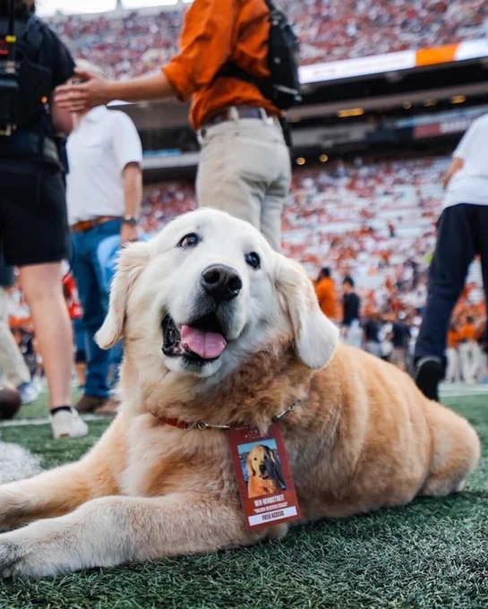 college gameday dog ben lays on a football field and smiles. he’s wearing a field access pass around his neck with a picture and the title “golden receiver coach.” he is very fluffy and looks so happy. a stadium is filling up with fans in the background.