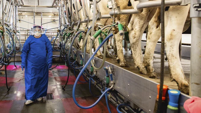 A dairy worker wearing person protective equipment standing next to a milking stanchion.
