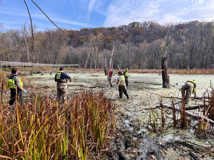 Arrowhead tuber (wapato) harvesting at Buffalo Pond, Effigy Mounds National Monument.