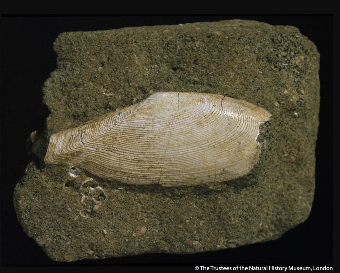 A mollusc shell embedded in a rock.