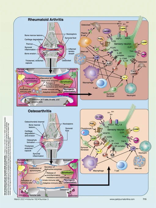 Figure from paper linked in post showing wealth of cell-cell interactions in OA