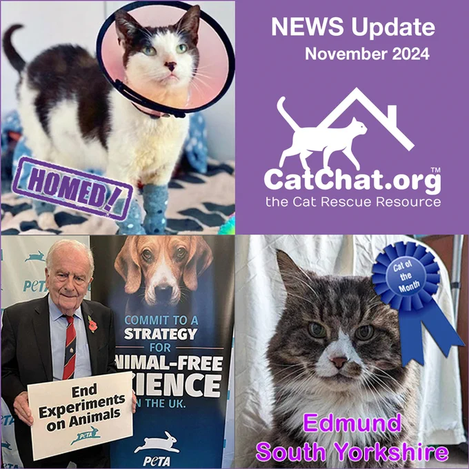 A composite of three photos from this month’s Newsletter plus a text box. 

The text box (top right) reads: “News Update November 2024”, with the Cat Chat logo underneath. 

Bottom right is our Cat of the Month, Edmund, a semi-longhaired tabby-and-white cat from Cat Action Trust 1977 Doncaster South.

Bottom left is Cat Chat Patron, Sir Roger Gale MP, at a Parliamentary Reception to show support for PETA’s call for an end to experiments on animals.

Top left is Caesar, a short-haired black-and-white cat from Animal Concern Cumbria, who has been homed through Cat Chat. Caesar arrived at the rescue in a sorry state, having plucked at his fur until nearly bald. In the photo, he is wearing a recovery cone and protective leggings.
