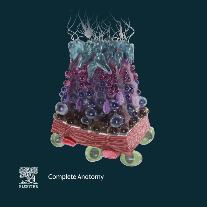 Spermatogenesis detailed model showing the process of sperm cell production