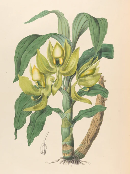 A botanical illustration of a green and yellow orchid with several large green leaves.