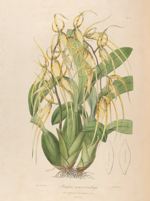 A botanical illustration of a yellow orchid with several large green leaves.