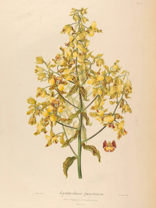 A botanical illustration of an orchid with yellow petals.