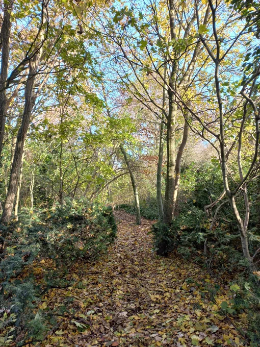 A photograph of Gillespie Park in autumn