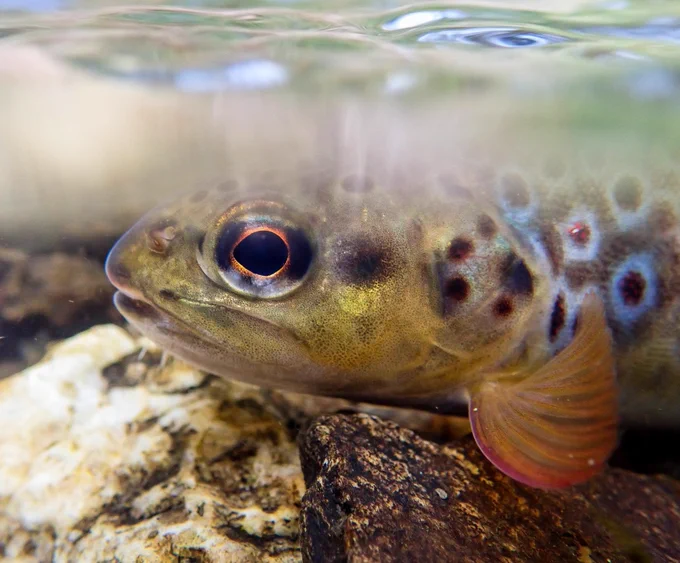 Picture of a brown trout.
