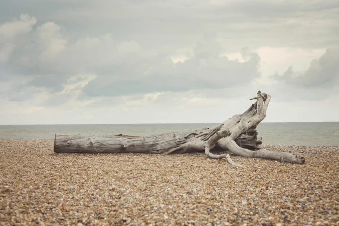 A piece of driftwood on a pebbly beach. 