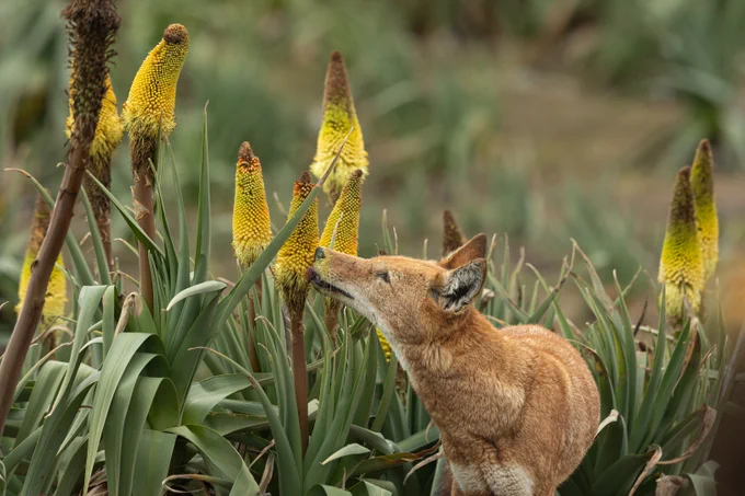 An Ethiopian wolf is eating nectar from red hot poker flowers.