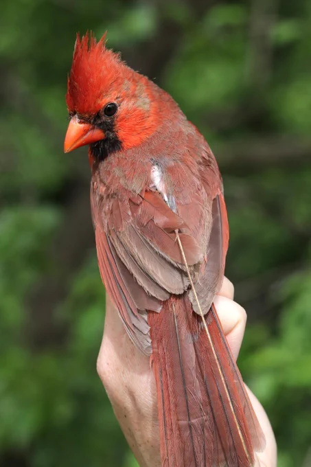 NOCA_Tag taken by Émile Brisson-Curadeau. *All birds handled with appropriate permits