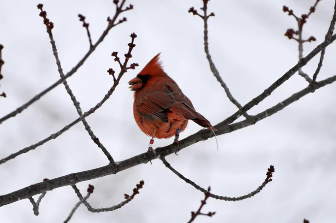 NOCA_Wild taken by Ron Rind. *All birds handled with appropriate permits