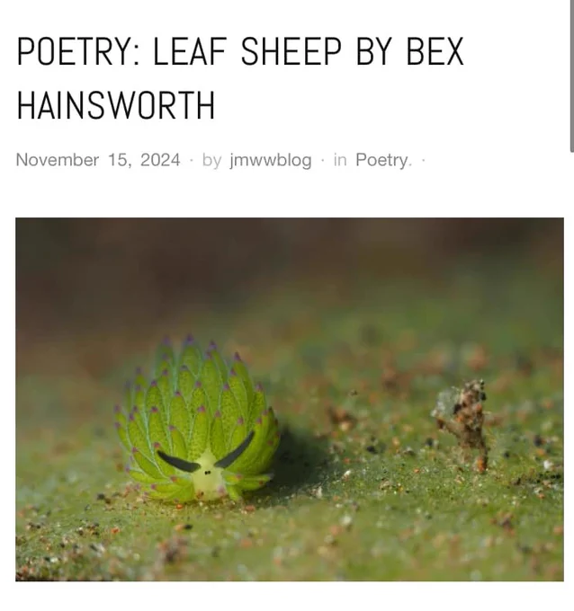Leaf Sheep by Bex Hainsworth 
The image is of a green sea slug commonly known as a leaf sheep. 
