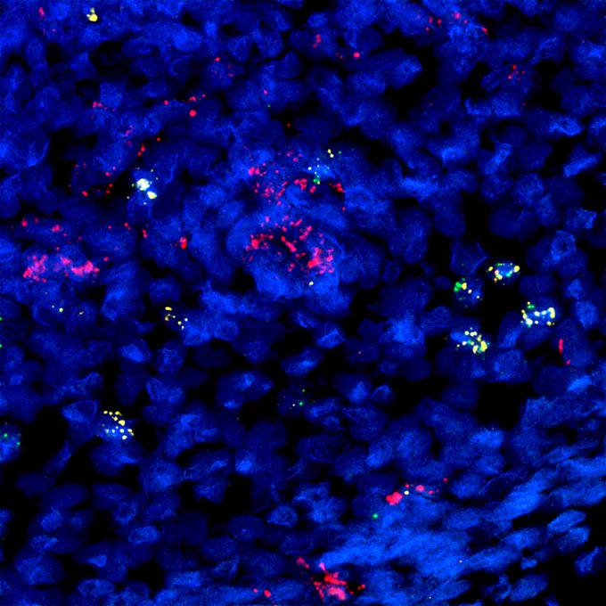 Developing B cells in prenatal gut