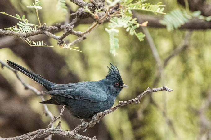 A phainopepla bird with black feathers and a striking red eye perched on a mesquite branch among small green leaves.