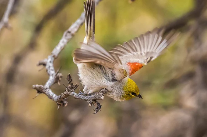 A verdin bird taking off from a branch, showcasing its yellow head and rust-colored shoulder patches with blurred background.