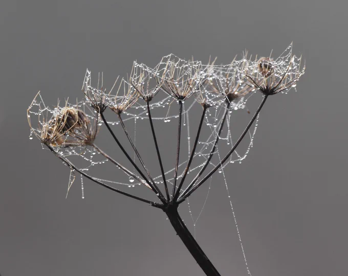 Cobwebs on a plant