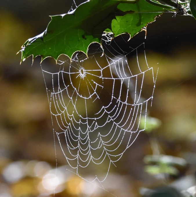 Cobwebs on a leaf