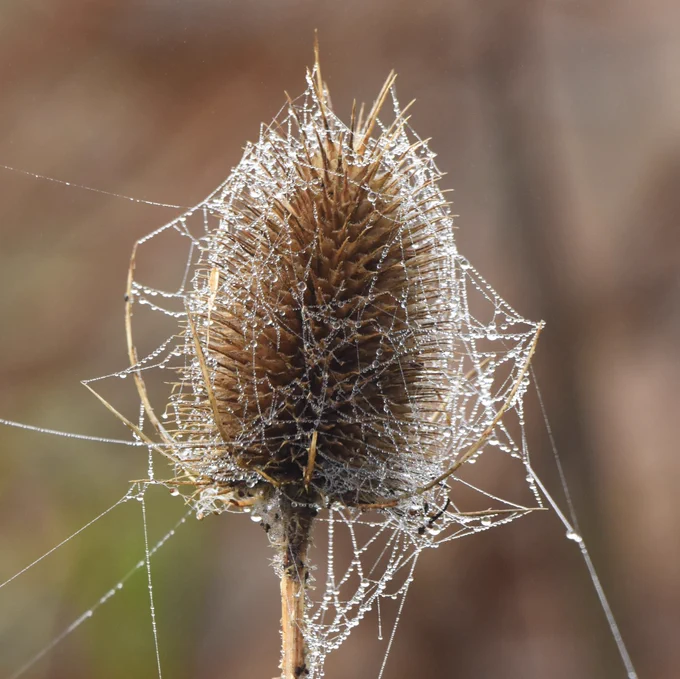 Cobwebs on a plant