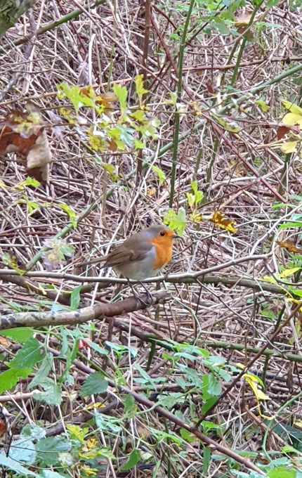 a brown and red chested robin perched on the branches at St Nicks nature reserve
