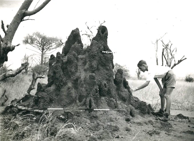 Black and white photograph of Donald Minter inspecting a termite hill.