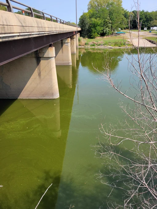 Fox River at Ottawa, Illinois showing green algal bloom (credit: Carolyn Soderstrom).