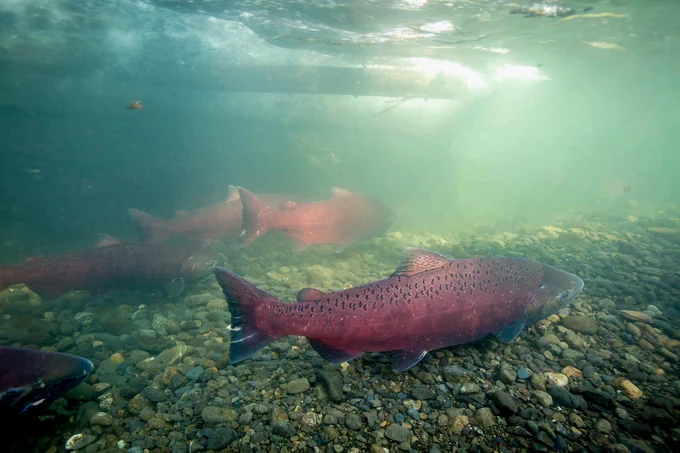 big red fish swimming upstream over gravel