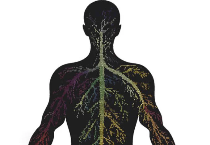 Image of human blood vessels