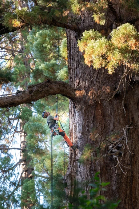 Nate Farrington climbs a giant sequoia tree during a Chico State Adventure Outings trip.