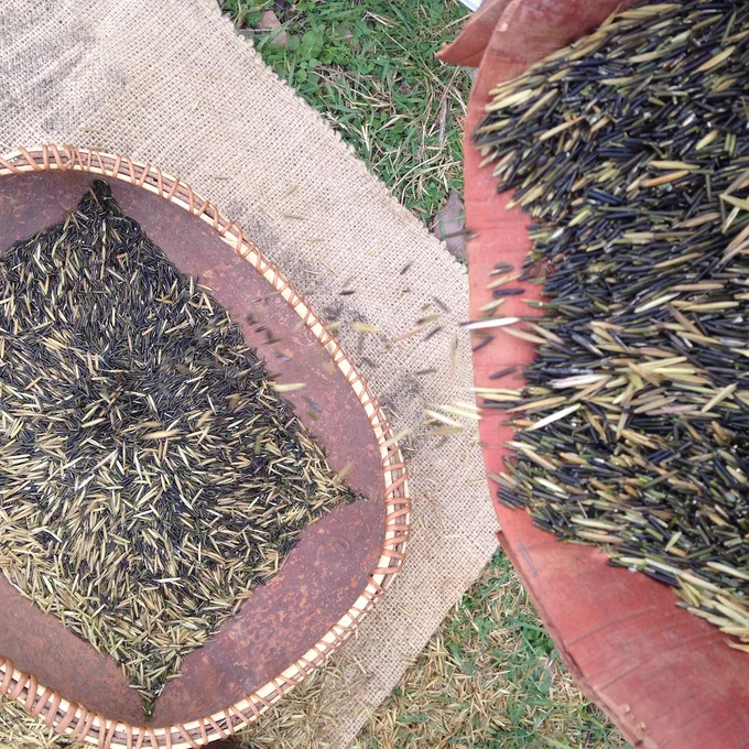 Wild rice being poured into a woven basket