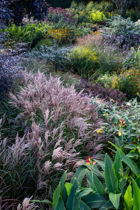 A vibrant garden with a rich variety of plants including tall grasses in the foreground and a mixture of flowers in multiple colors.