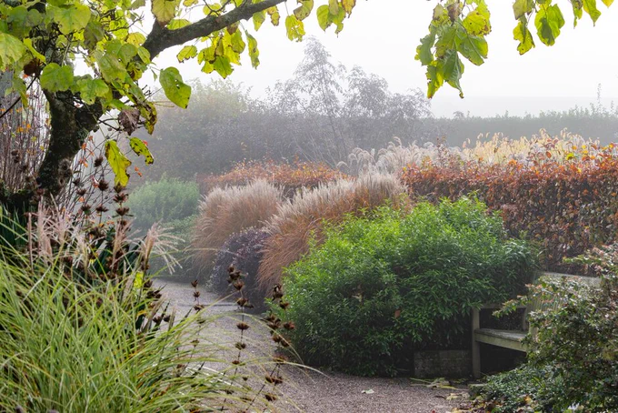 Misty garden scene featuring a variety of plants including tall ornamental grasses and lush shrubs, under an overhanging tree branch, creating a tranquil atmosphere.
