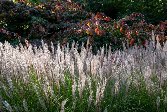 Tall ornamental grass with feathery plumes in the foreground, backed by trees with colorful autumn leaves, illuminated by soft sunlight.