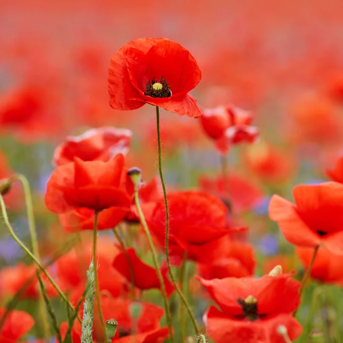 Poppy field