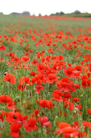 A field full of red poppies stretches far back into the picture.