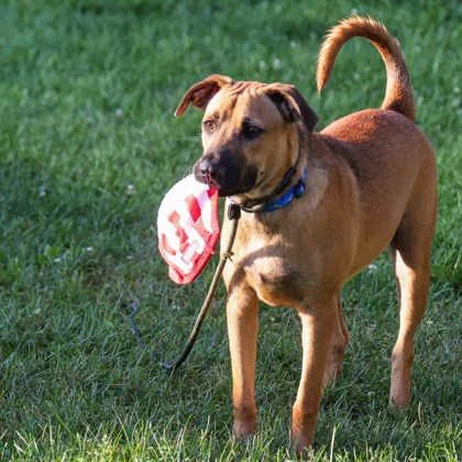 Stetson outside with one of his toys.
