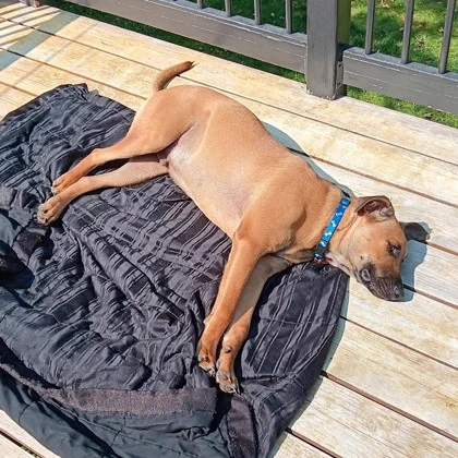 Stetson is enjoying a sleepy snooze on the patio