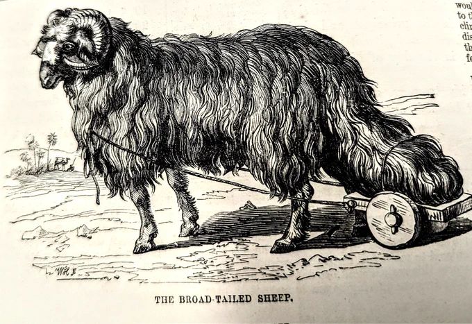 An etching print from a book showing a broad-tailed sheep. A ram is central to the image, with large curved horns on its head and a thick, shaggy coat. The sheep has a large tail and it has a wheel contraption attach to it to help carry the tail. 